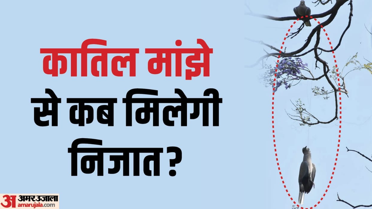viral video Painful death of a bird in Meerut after being hit by China Manjha