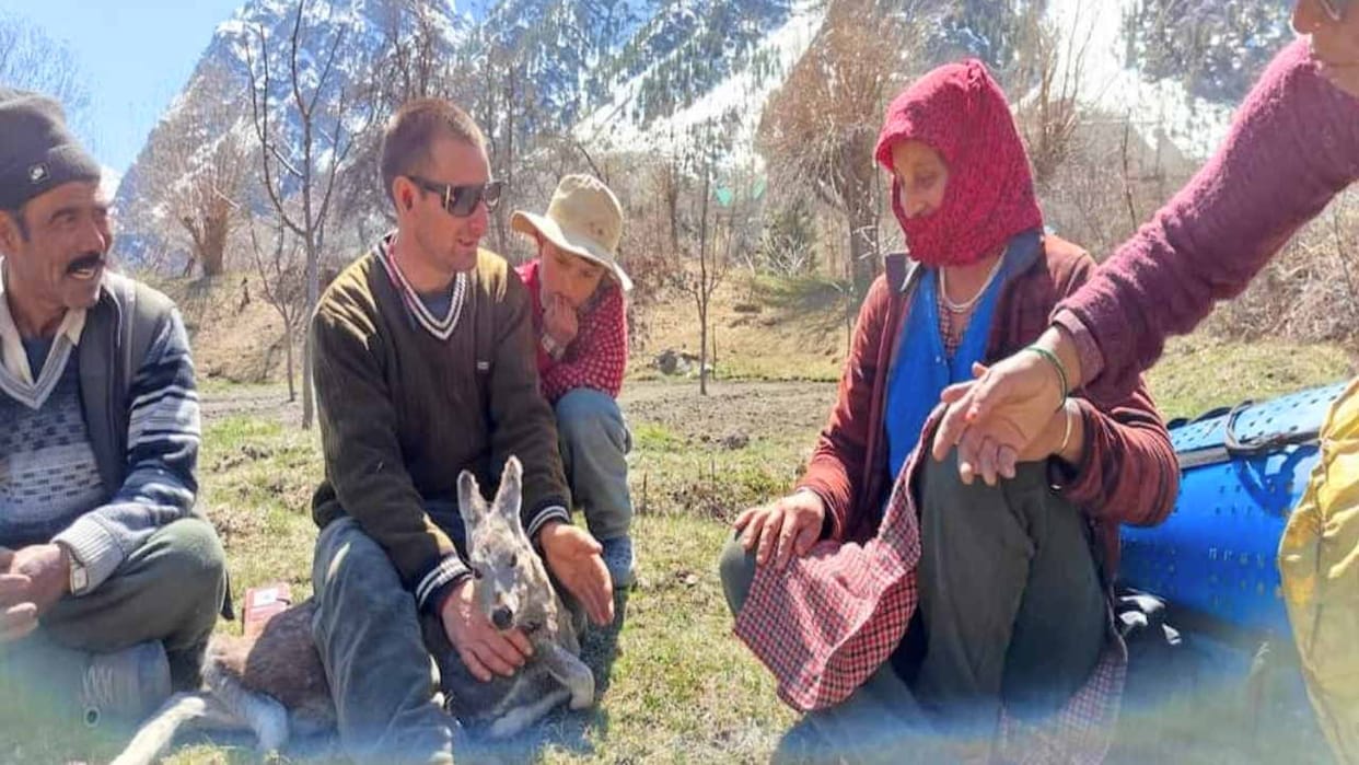 Musk deer found injured in the field, died after some time of treatment Musk deer, Musk deer lahul, Musk deer