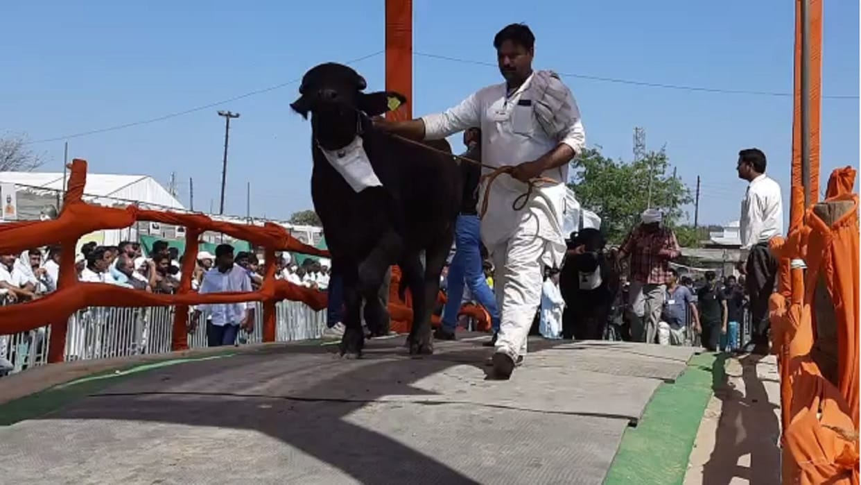 Muzaffarnagar News: Animals catwalk in National Exhibition