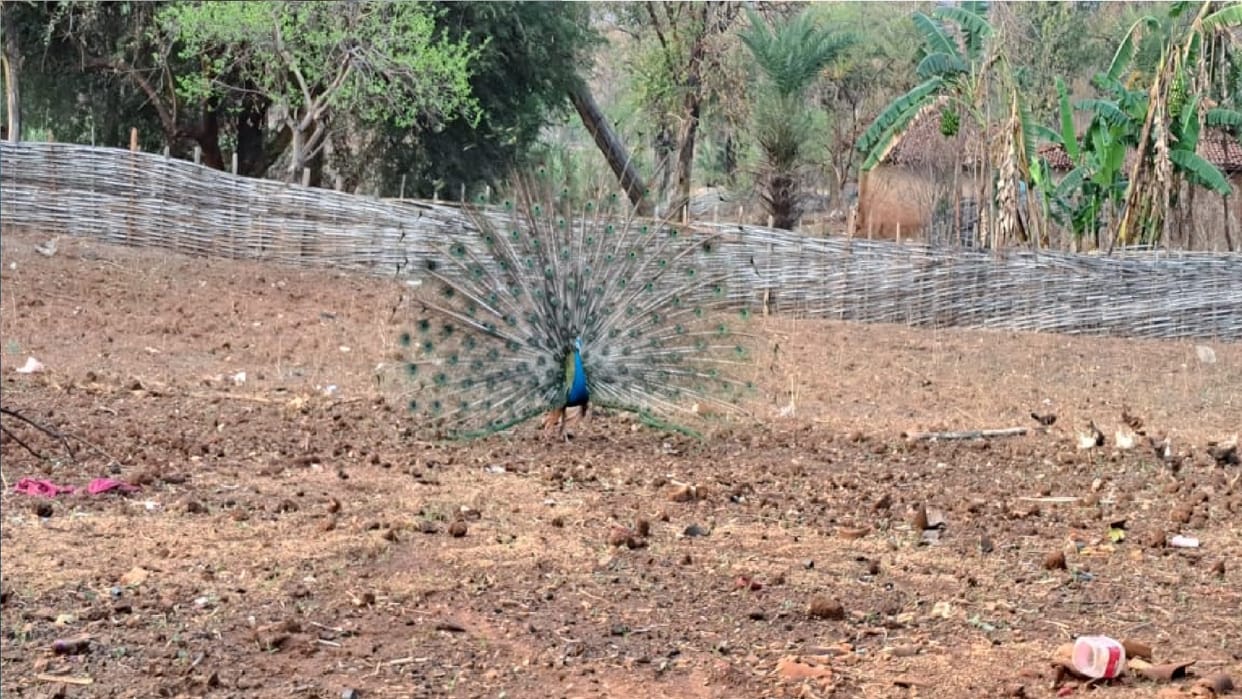 This village of Kanker fell in love with peacock In chhattisgarh