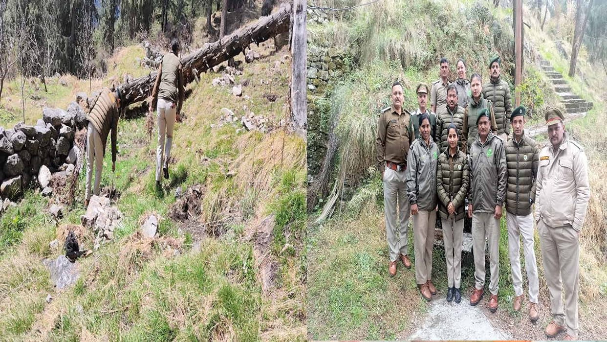 Rampur Bushahr: 400 apple plants encroached on 20 bighas of forest land Uprooted