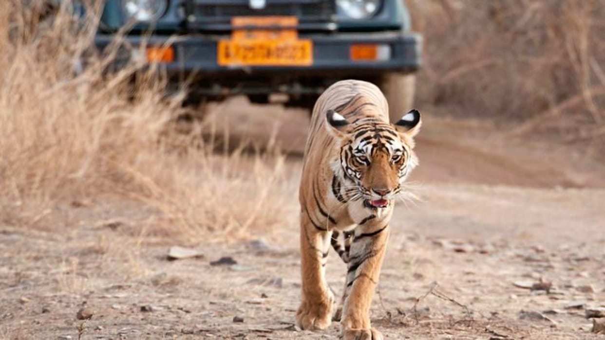 85 posts will be filled on forest pattern in Tiger Conservation Force