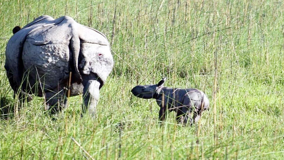 rhinoceros gave birth to cub in Dudhwa National Park