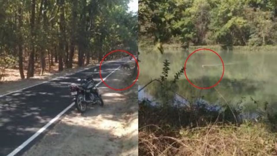 Tiger swims across canal in Pilibhit Tiger Reserve video goes viral