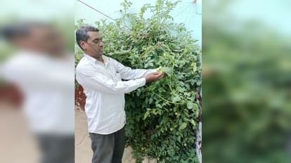 Bijnor News: plants thirty kg tomatoes produced in six months