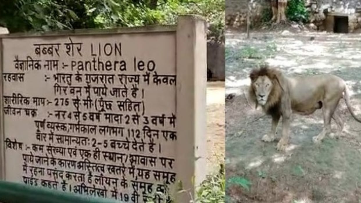 Babbar Lion Death King Babbar Lion of Gwalior Gandhi Zoological Park died was ill for long time