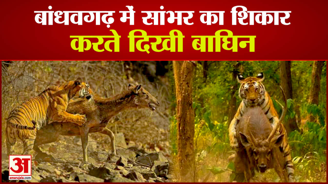 बांधवगढ़ टाइगर रिजर्व