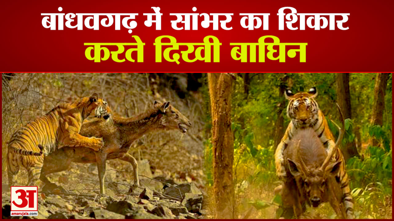 बांधवगढ़ टाइगर रिजर्व