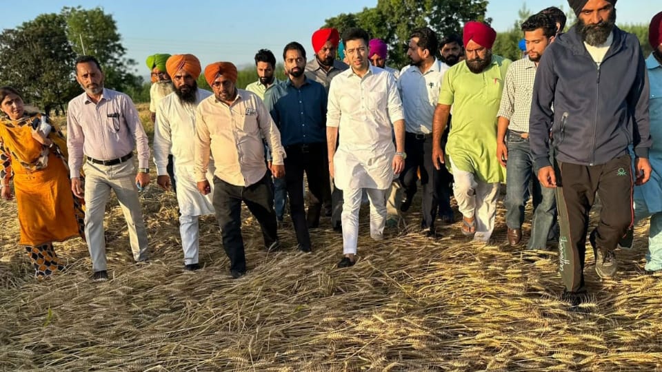MP Raghav Chadha wrote letter to Union Finance Minister, seeking a package for bad crops in Punjab