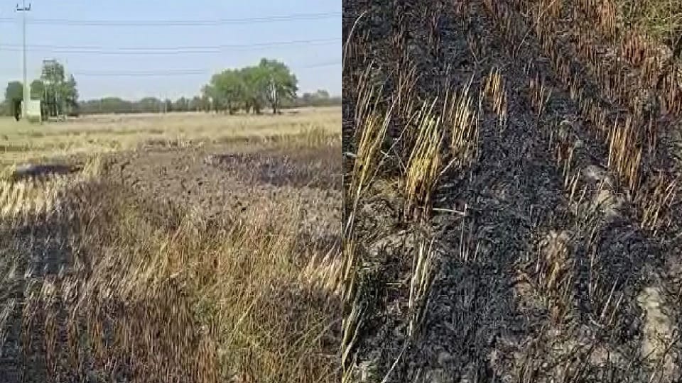 Jhajjar: Fire broke out in Kot village due to unknown reasons, two acres of standing wheat crop burnt