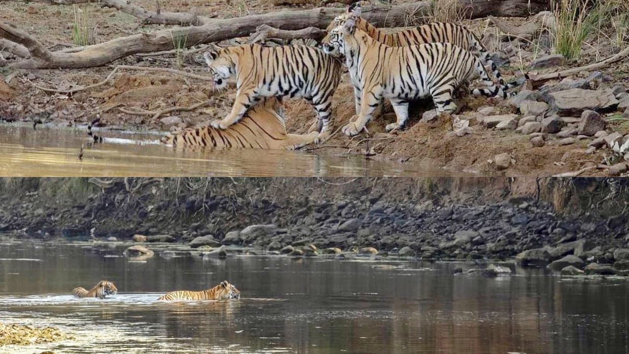 Nauradehi Sanctuary Tiger family kept away heat by swimming in river crisis of food on vegetarian animals
