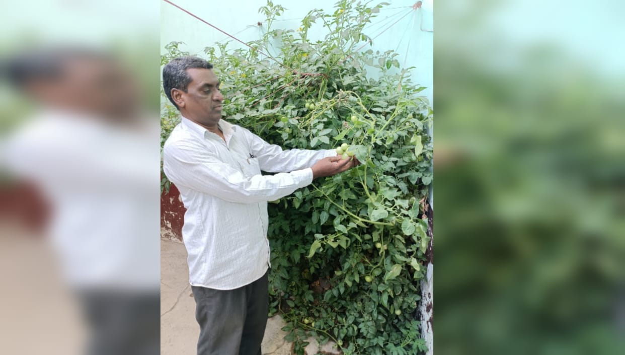 Bijnor News: plants thirty kg tomatoes produced in six months