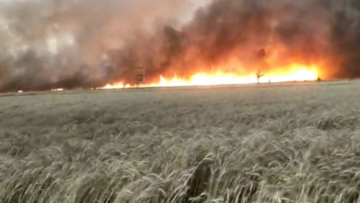 Sheopur News Wheat crop caught fire due to lightning about 100 bigha crop burnt to ashes