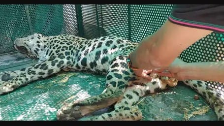 Leopard entered the village people locked it in the hut