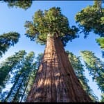 Most Unique Trees in the World