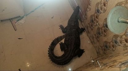 crocodile came home bathroom horrific hours for family in Firozabad