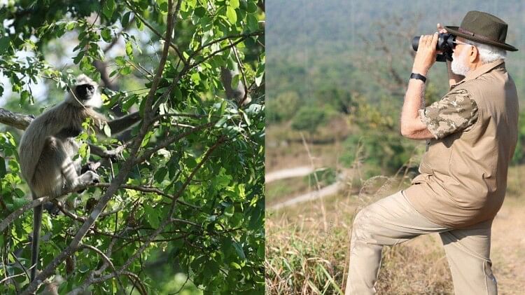 बांदीपुर टाइगर रिजर्व: अलग अंदाज में दिखे पीएम मोदी, जंगल सफारी के लिए मजे, देखें दस तस्वीरें Bandipur Tiger Reserve PM Modi seen in a different style fun for jungle safari see pictures