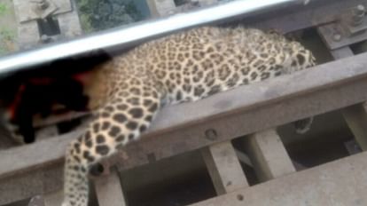Bihar : पश्चिम चंपारण में रेलवे ट्रैक पार कर रहा था तेंदुआ, अचानक ट्रेन की चपेट में आया; तड़प-तड़पकर तोड़ा दम पश्चिम चंपारण के वाल्मीकि नगर में तेंदुए की मौत, ट्रेन की चपेट में आने से हुई मौत