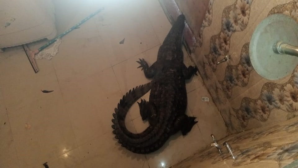 crocodile came home bathroom horrific hours for family in Firozabad