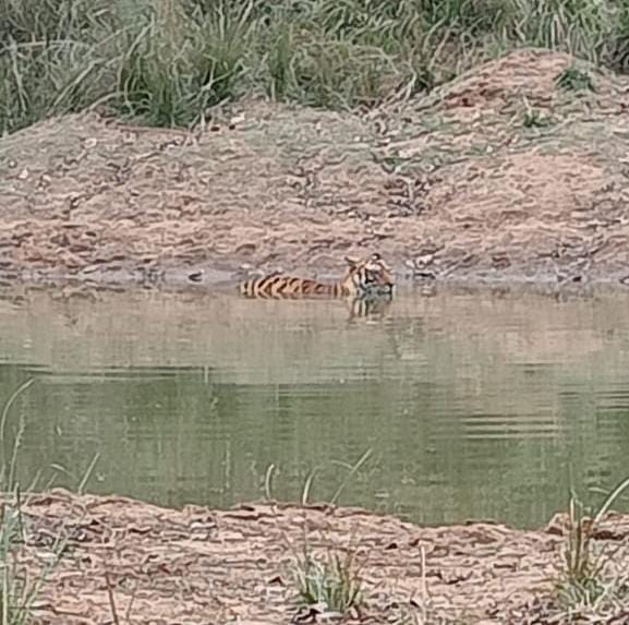 Bandhavgarh: Tourists saw a tiger taking a bath, this entire incident is from Panpatha zone