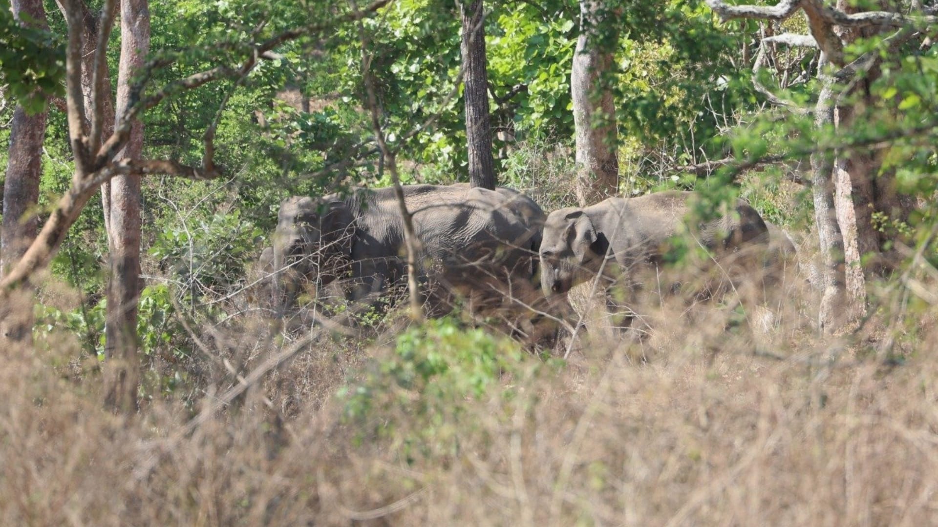 Bandipur Tiger Reserve PM Modi seen in a different style fun for jungle safari see pictures