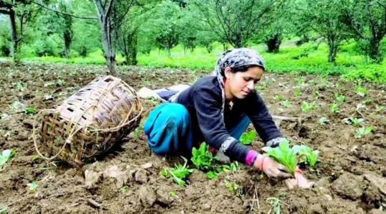 Chamoli herbs will now be sold across the country Union Ministry of AYUSH registered 48 farmers Uttarakhand