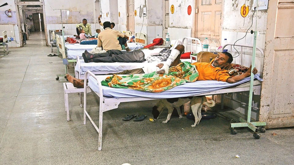 health officers engaged in arrangements after amar ujala published photo of dogs roaming in the hospital