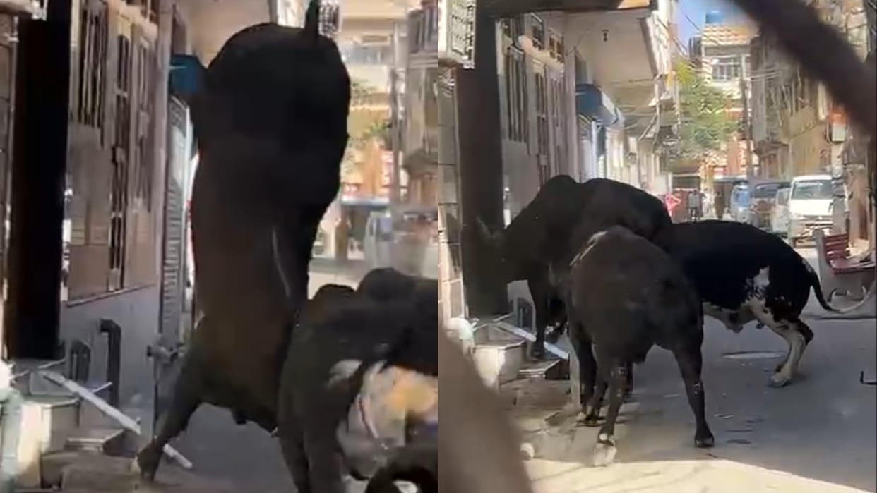 Bull fighting in the streets scares people in Bahadurgarh
