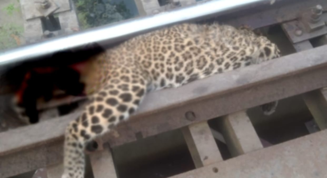 Leopard died in West Champaran's Valmiki Nagar, died after being hit by a train