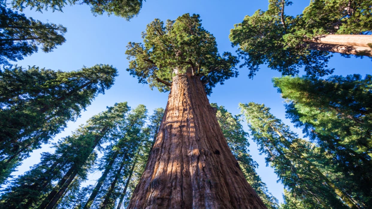 Most Unique Trees in the World Know Interesting Facts in Hindi