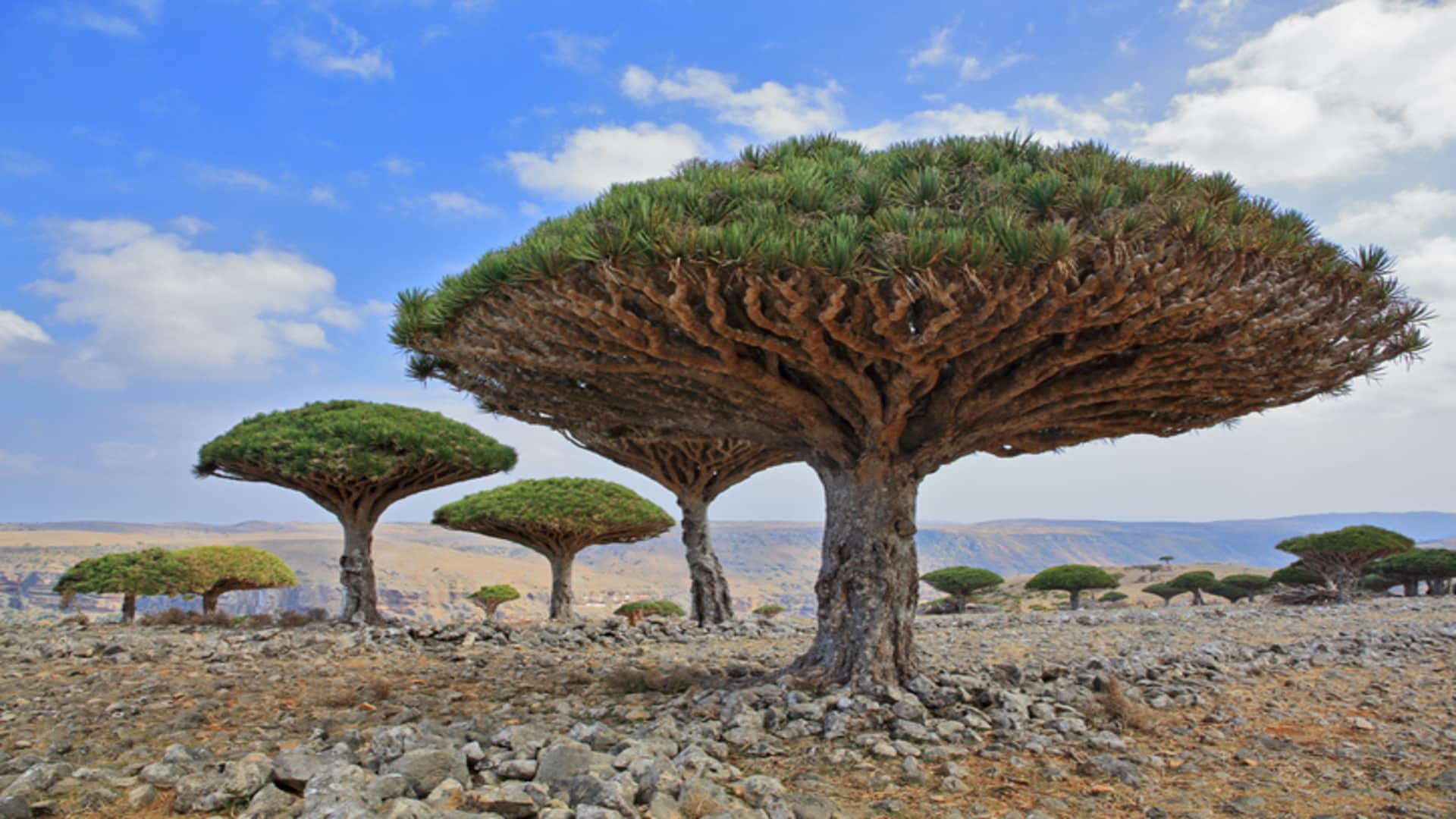 Most Unique Trees in the World Know Interesting Facts in Hindi