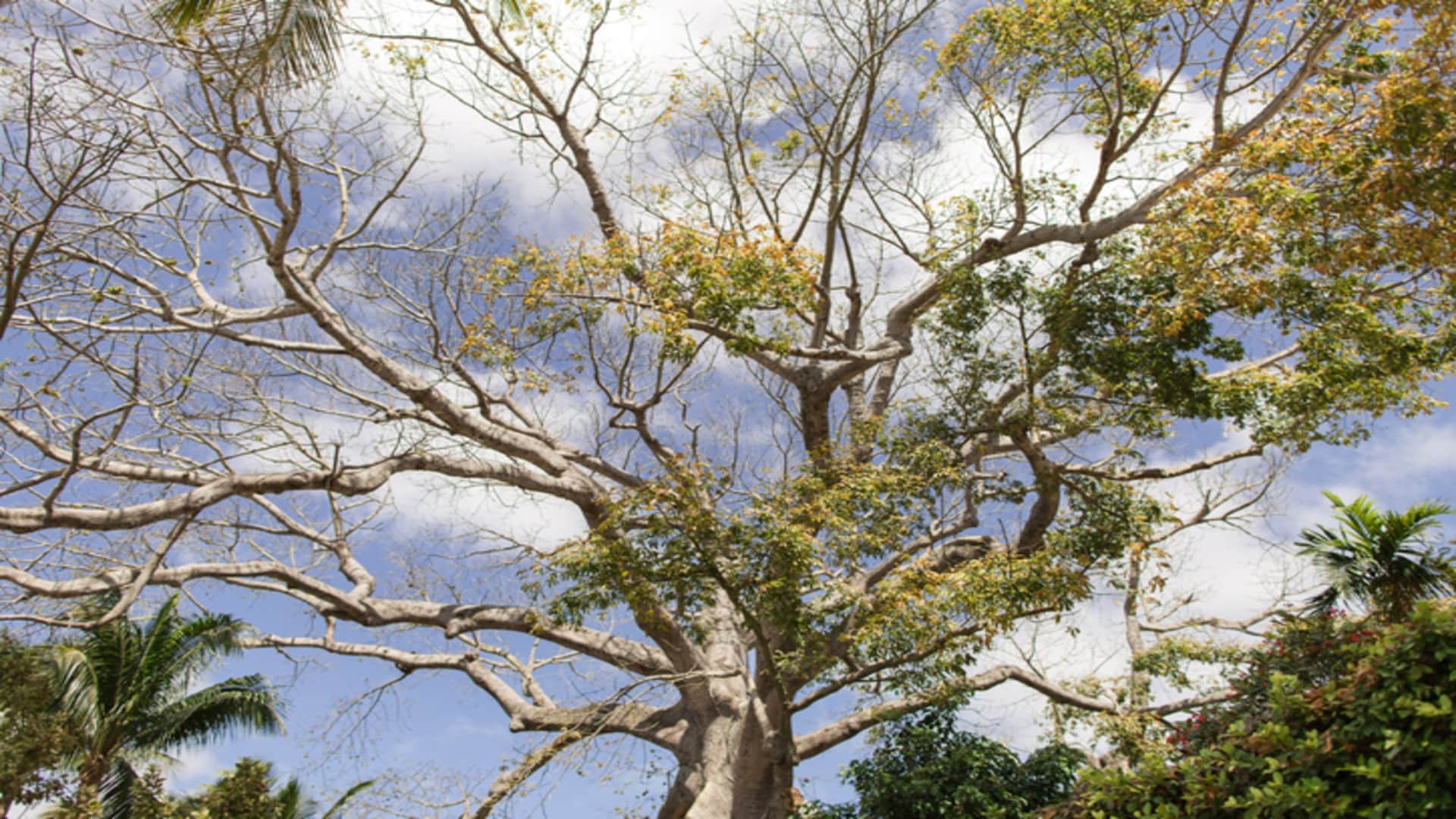 Most Unique Trees in the World Know Interesting Facts in Hindi