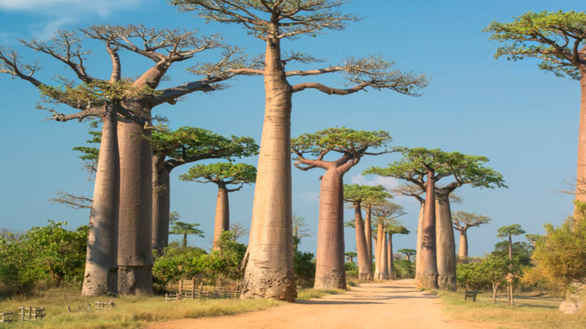 Most Unique Trees in the World Know Interesting Facts in Hindi