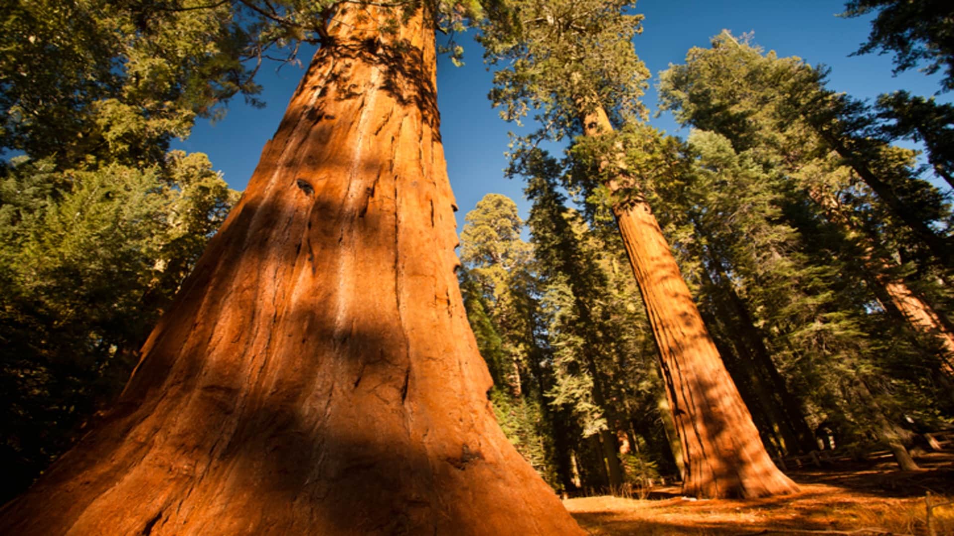 Most Unique Trees in the World Know Interesting Facts in Hindi