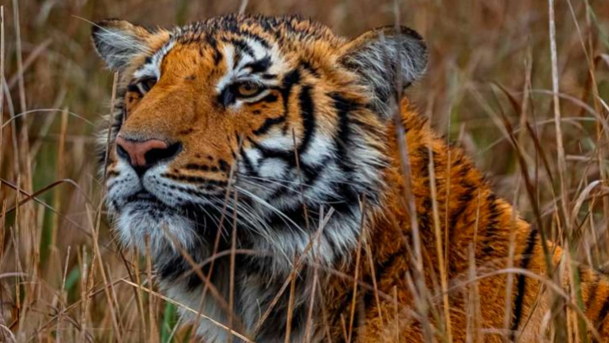 Bandhavgarh Tiger Reserve: Tiger attacked the middle-aged Mahua, seriously injured due to nails and teeth
