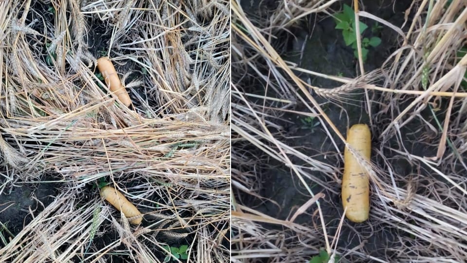 Heroin recovered near village of Mamdot in Punjab by BSF