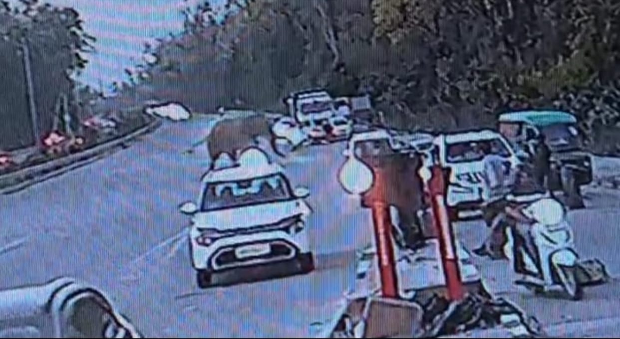 chaos due to the arrival of elephant at Lachhiwala toll plaza Rishikesh Uttarakhand news in hindi