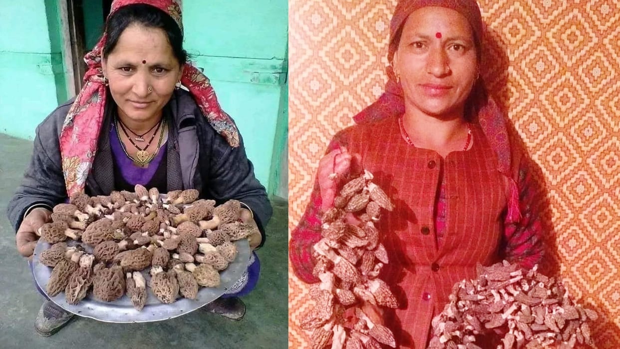 Gucchi Bumper crop this year in himachal pradesh sold at seven thousand rupee per kilogram
