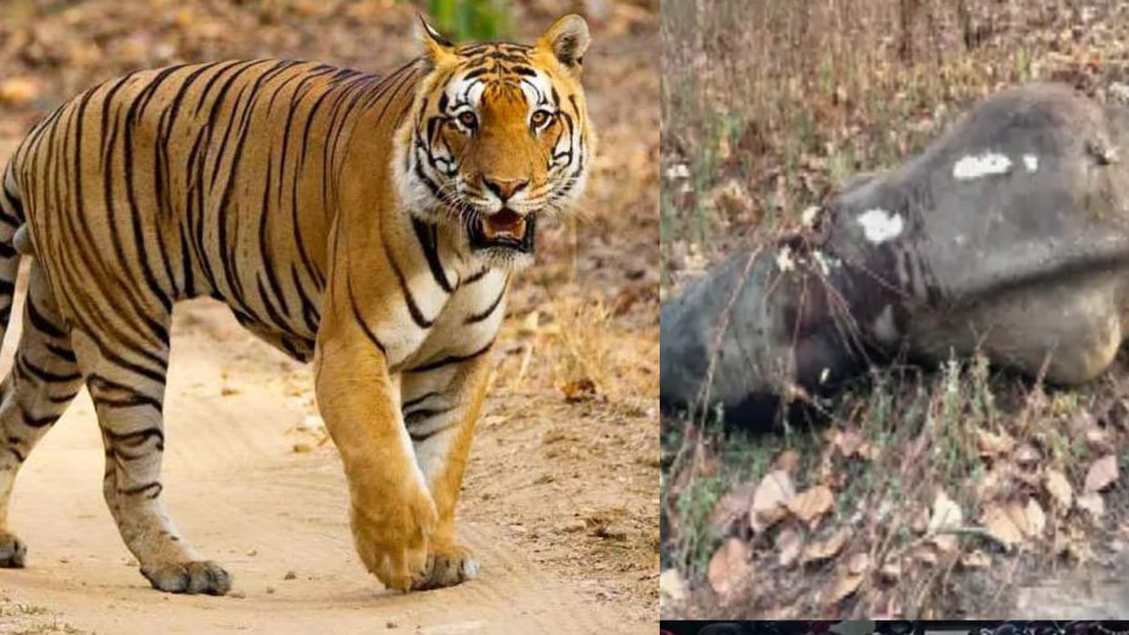 Three tigers together hunted an elephant, the first incident in the history of Bandhavgarh Tiger Reserve