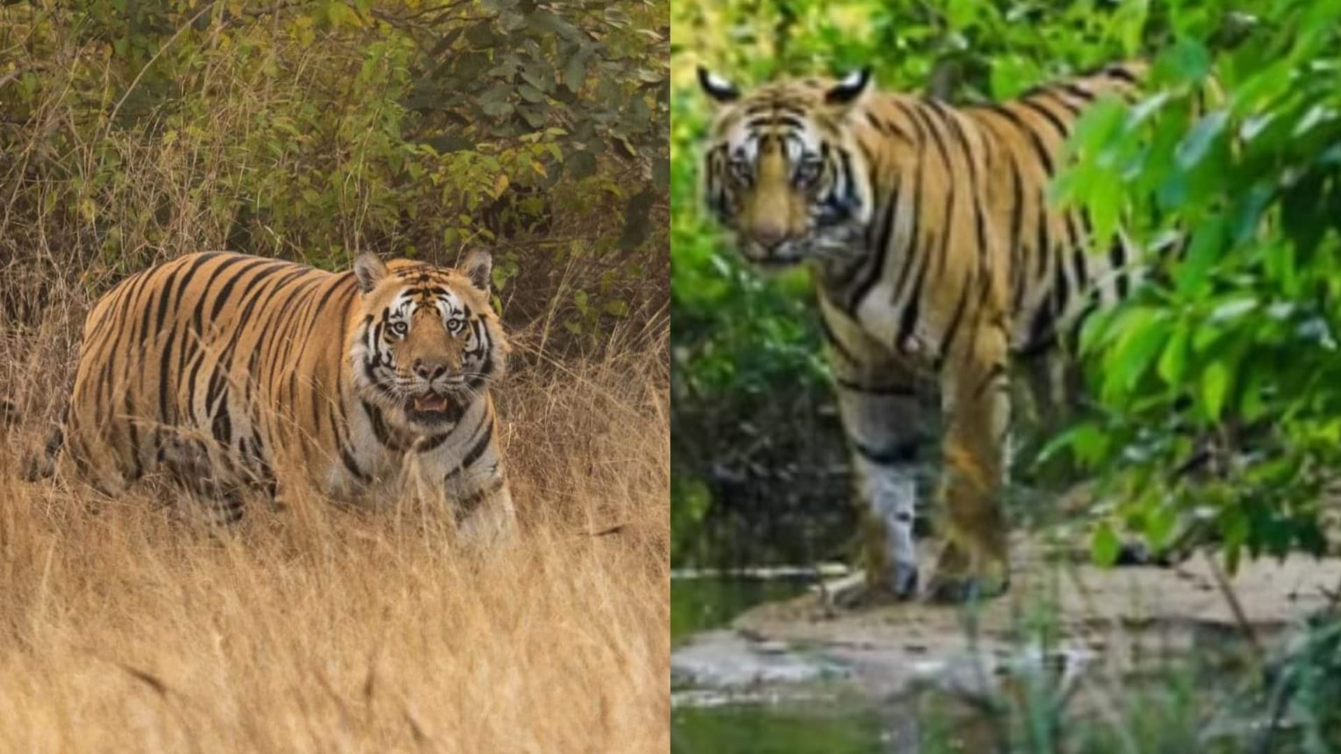 Tigress Radha gave new identity to Nauradehi Sanctuary, populated the forest with tigers in five years