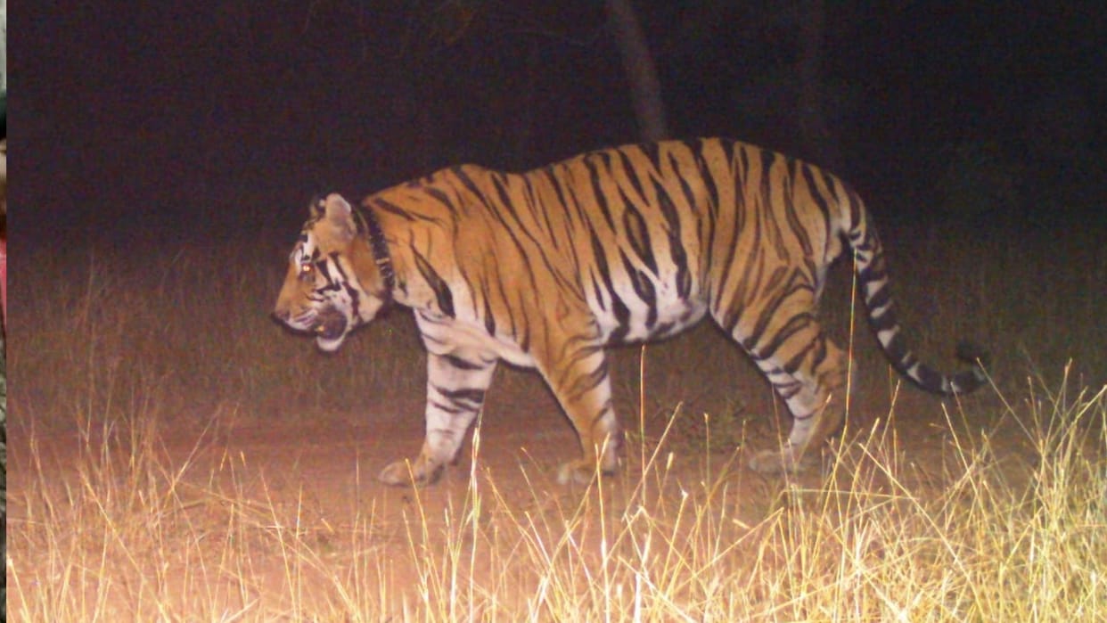 Tigress Radha gave new identity to Nauradehi Sanctuary, populated the forest with tigers in five years