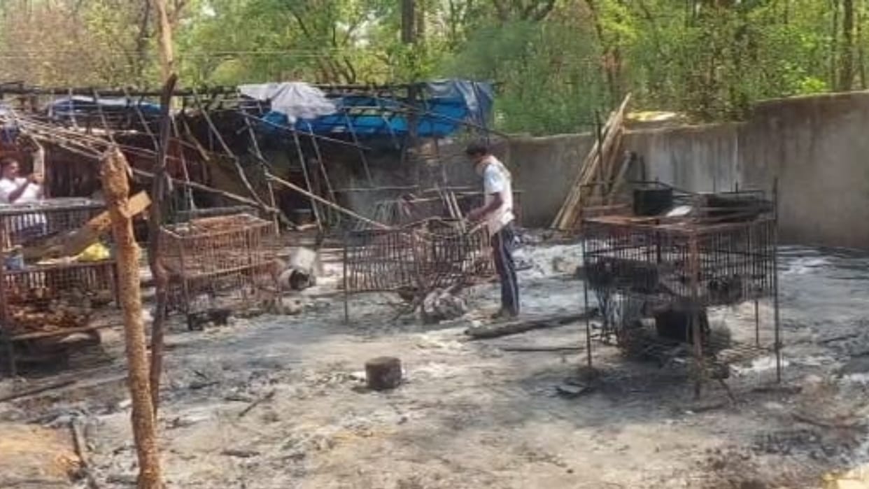 300 chickens burnt to death in two shops in chhattisgarh Kanker