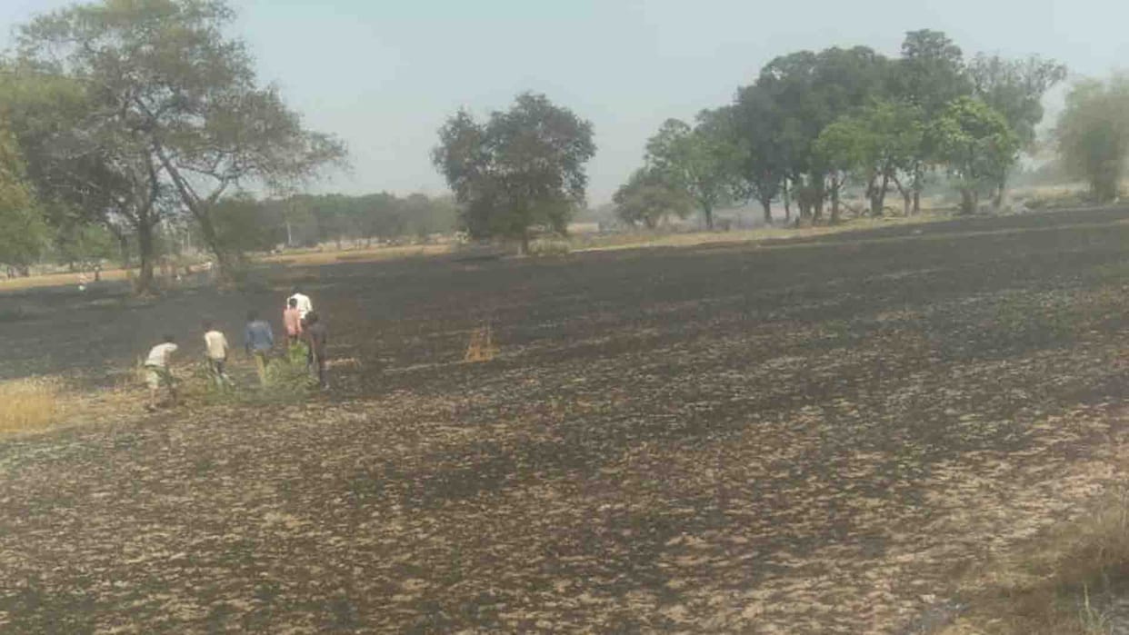 60 bighas of wheat crop burnt to ashes due to fire