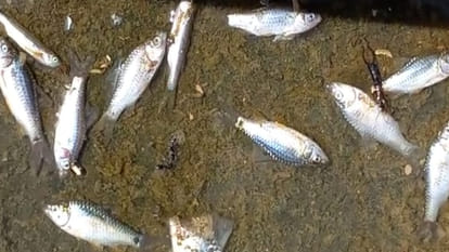 Small and big water bodies are dying in water of Kusum Sarovar in Mathura responsible person careless