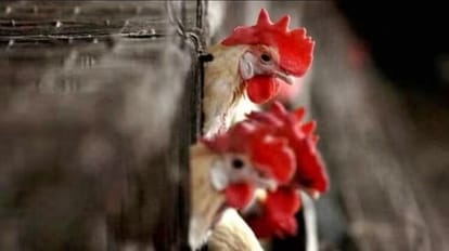 WHO said World first human death from H3N8 bird flu recorded in China