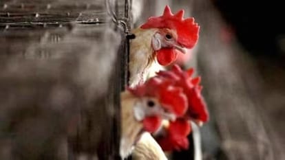 H3N8 बर्ड फ्लू से दुनिया में पहली मौत (सांकेतिक तस्वीर)।