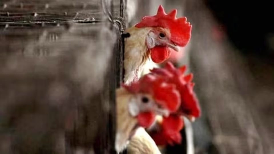 WHO said World first human death from H3N8 bird flu recorded in China