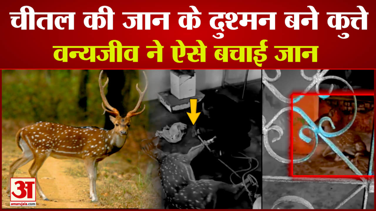 चीतल पर कुत्तों का हमला