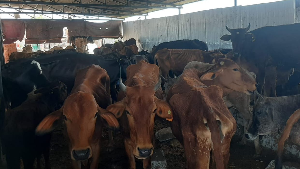 Cows dying in the cowshed due to hunger and disease Uttarkashi Uttarakhand news in hindi
