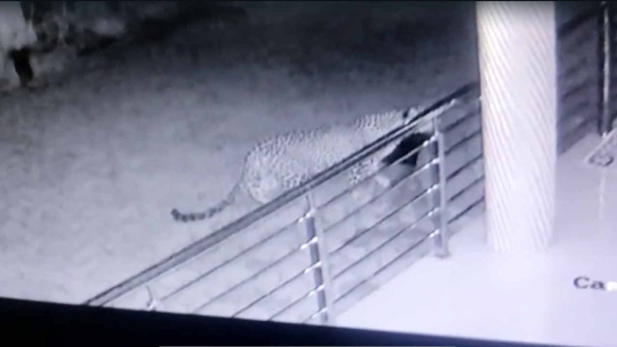 Panic among people due to leopard's knock in residential areas of Padyalag bilaspur